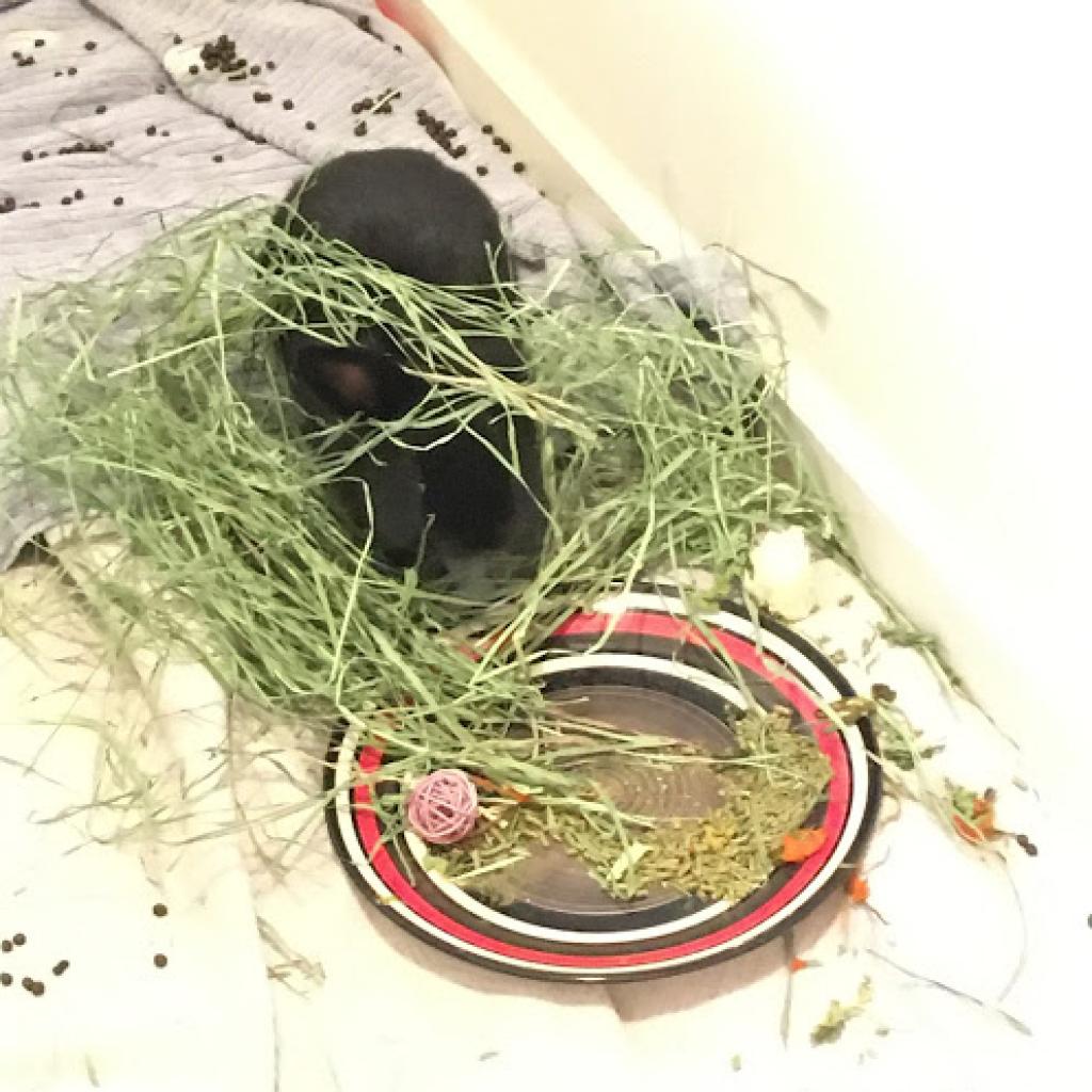 Adoptable Male Male