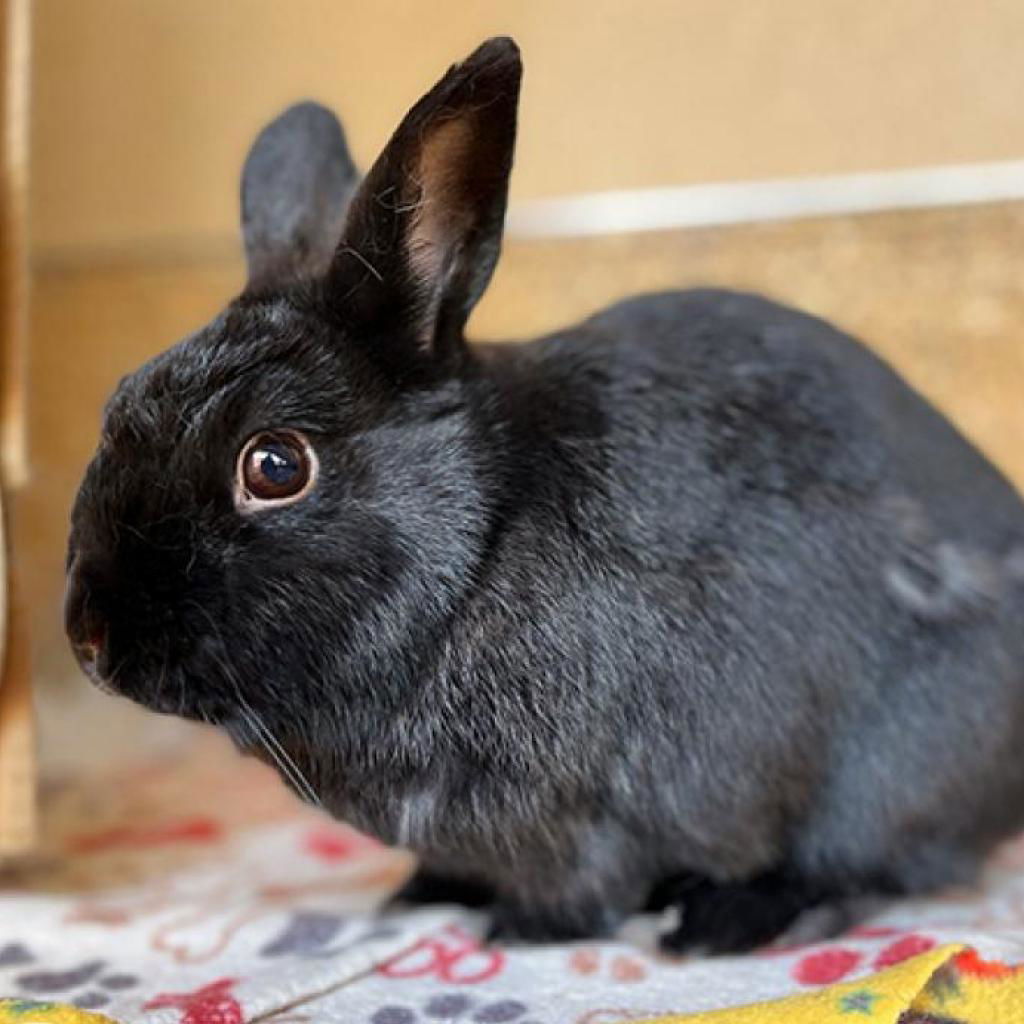 Chance meetings lead to best bunny buddies  Best Friends Animal Society -  Save Them All