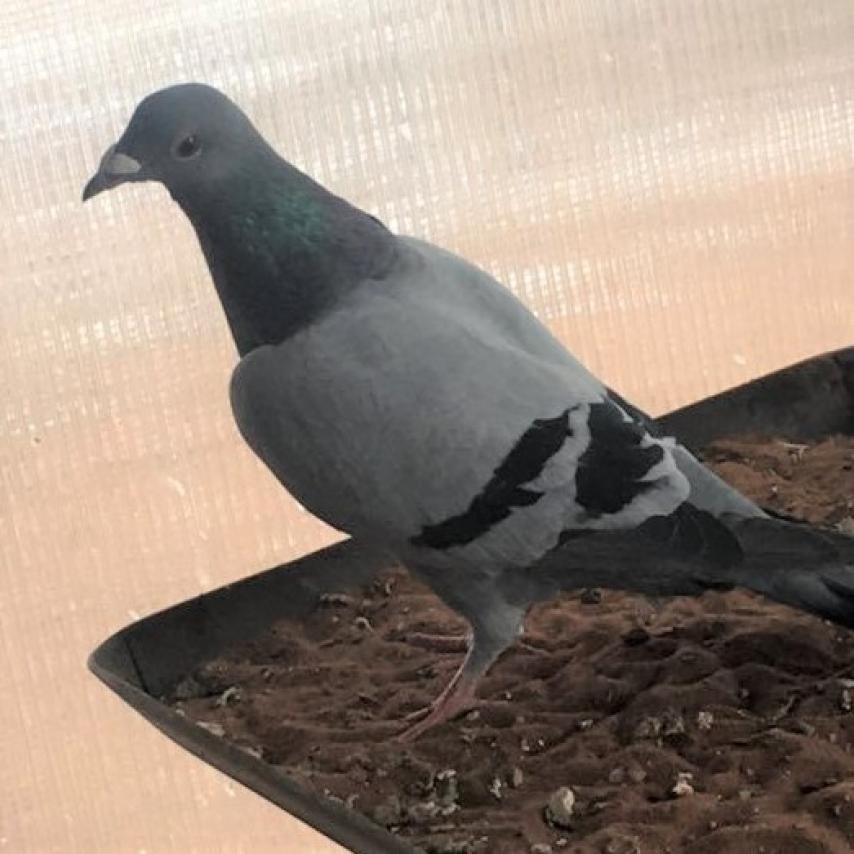 Roland 281 - Pigeon