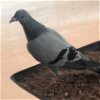 adoptable Bird in kanab, UT named Roland 281