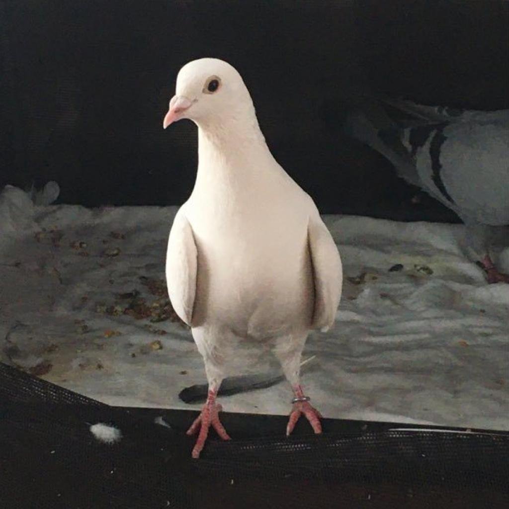 Ice 262 - Pigeon