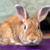 adoptable Rabbit in  named Rollie