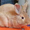 adoptable Rabbit in  named Sheldon