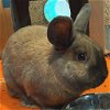 adoptable Rabbit in  named Penny
