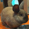 adoptable Rabbit in  named Penny