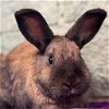 adoptable Rabbit in  named Moira