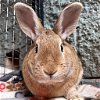 adoptable Rabbit in kanab, UT named Alexis