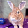 adoptable Rabbit in  named Twyla