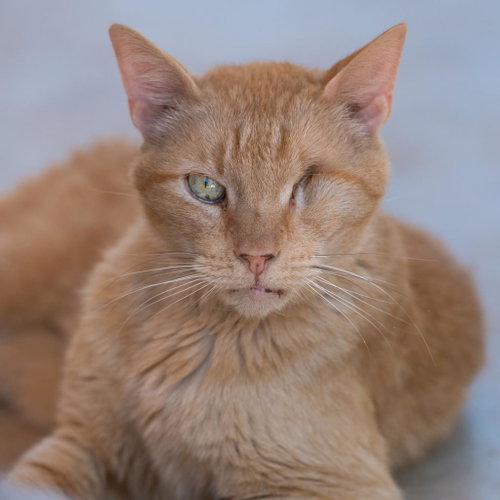 Leo, Senior Domestic Short Hair, cat for adoption in Kanab, Utah