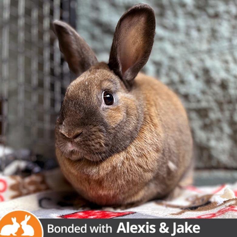 Bunny House | Best Friends Animal Society - Save Them All
