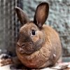 adoptable Rabbit in  named Ted