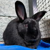 adoptable Rabbit in  named Twizzler