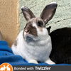adoptable Rabbit in  named Heath