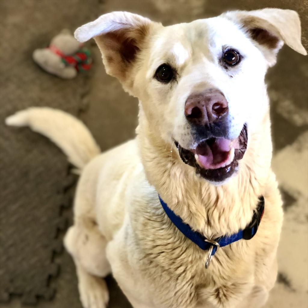 Adoptable Male Male