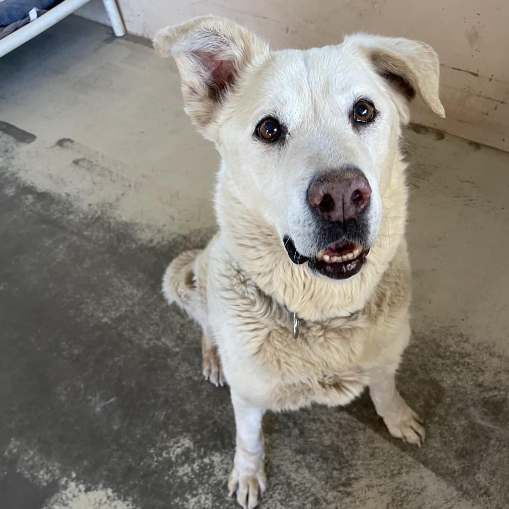 Adoptable Male Male