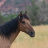 adoptable Horse in  named Ajax