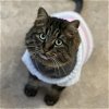 adoptable Cat in kanab, UT named Aspen