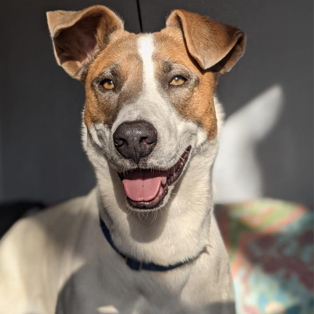 Lannister - English Pointer / Mixed