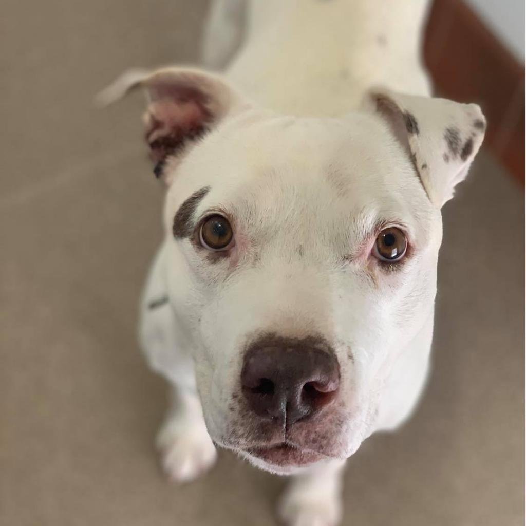 Madeline - American Pit Bull Terrier / Mixed