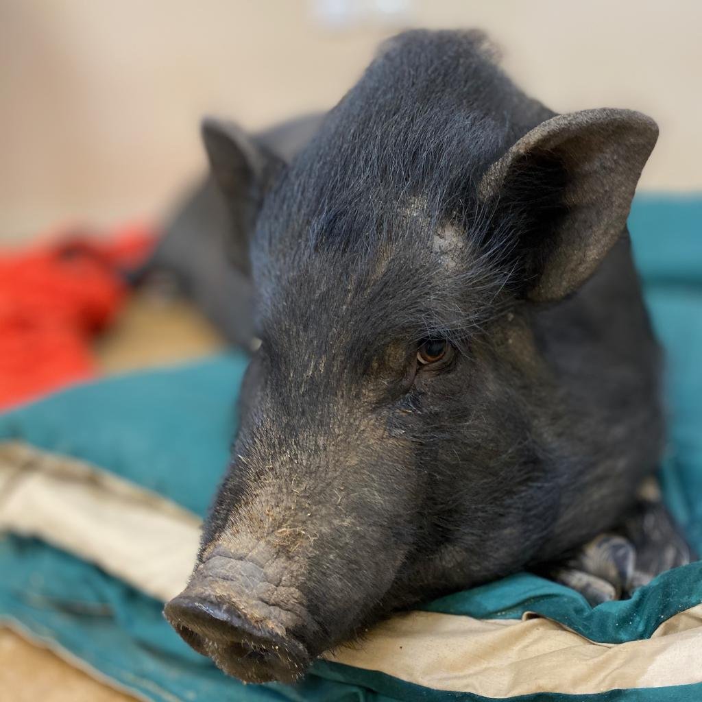 Pigs for Adoption | Best Friends Animal Society - Save Them All