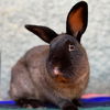 adoptable Rabbit in  named Ragnar