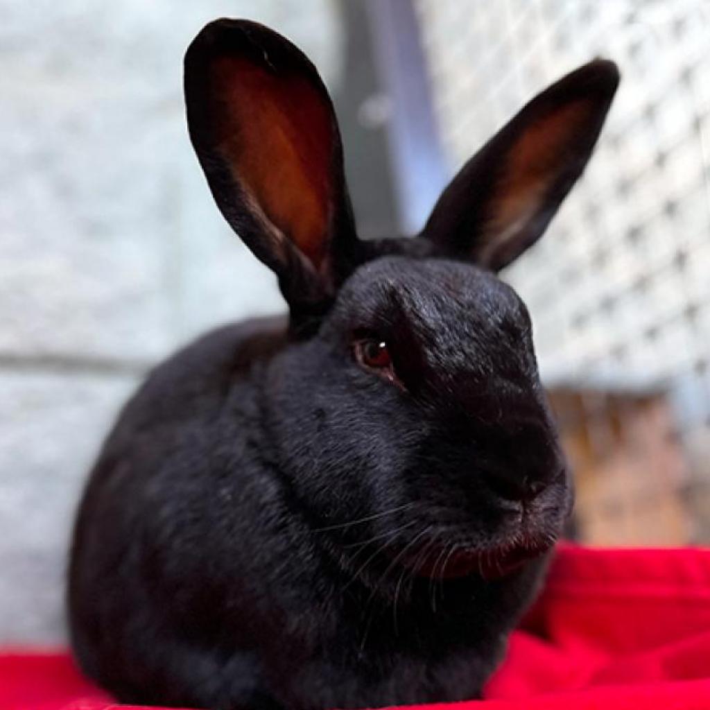 adoptable Rabbit in Kanab, UT named Torvi