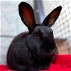 adoptable Rabbit in  named Torvi