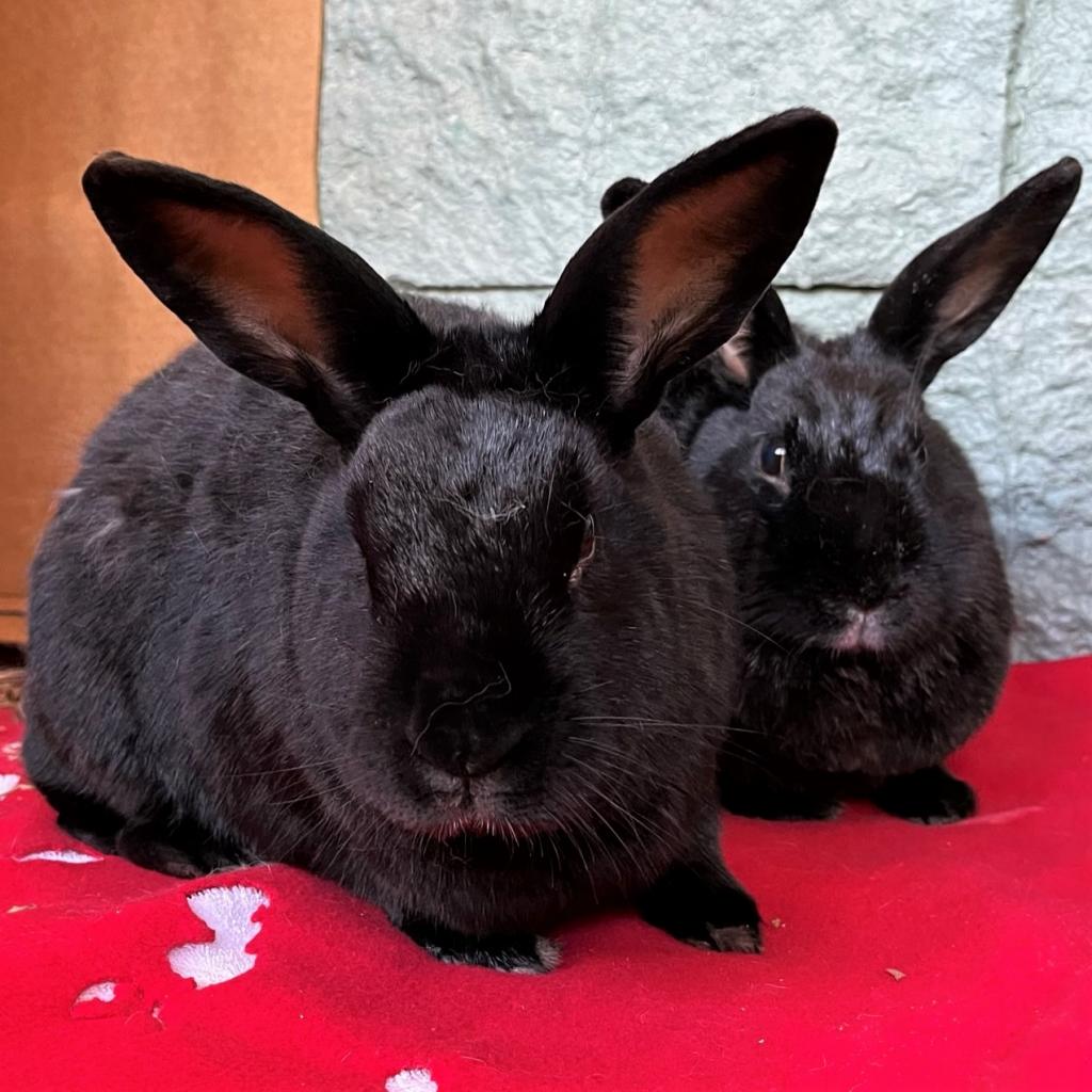 Adoptable Female Female