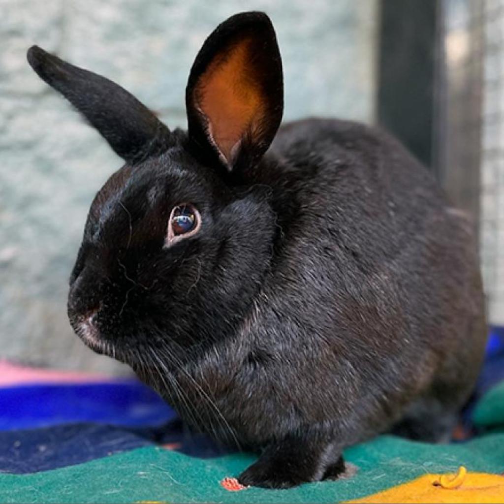 adoptable Rabbit in Kanab, UT named Aslaug