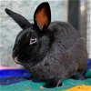 adoptable Rabbit in kanab, UT named Aslaug