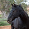 adoptable Horse in  named Buzz