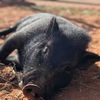 adoptable Pig in  named Spencer