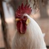 adoptable Chicken in kanab, UT named Reginald