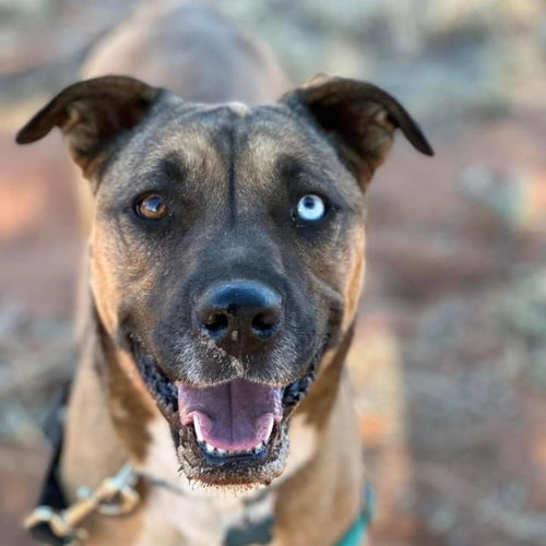 Chickadee, an adoptable Labrador Retriever in Kanab, UT