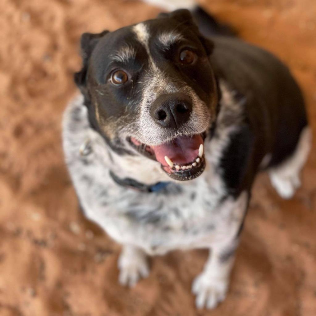 Coffee - Cattle Dog / Mixed