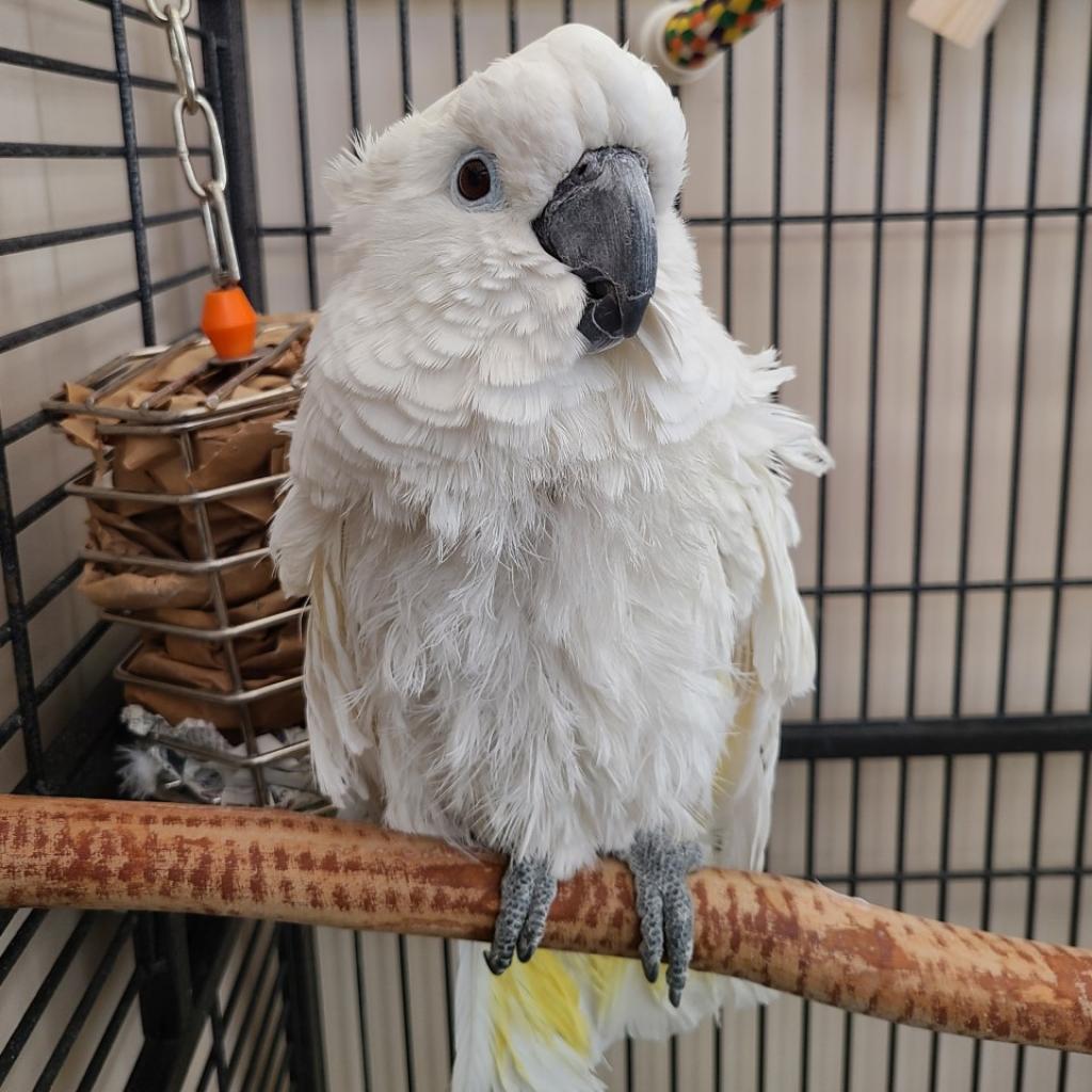 Bird adoption in Kanab, UT 84741 Cockatoo Bird "Bud"