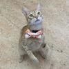 adoptable Cat in kanab, UT named Ostrich