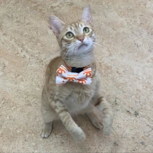 Ostrich, Adult Domestic Medium Hair, cat for adoption in Kanab, Utah