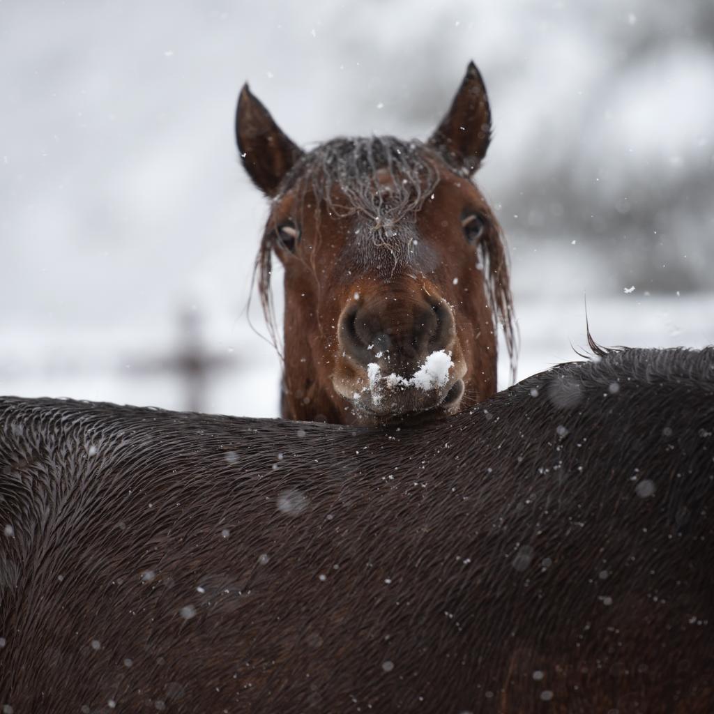 Adoptable Male Male