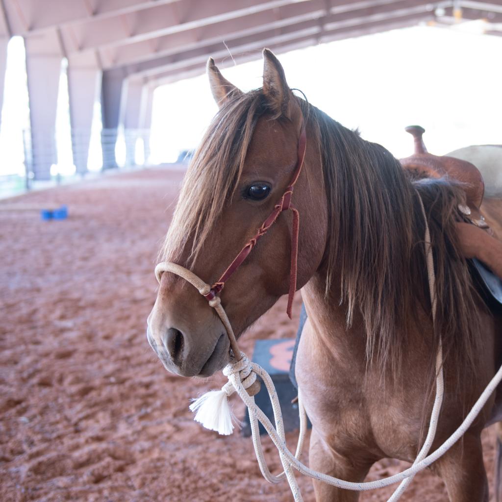 Adoptable Male Male