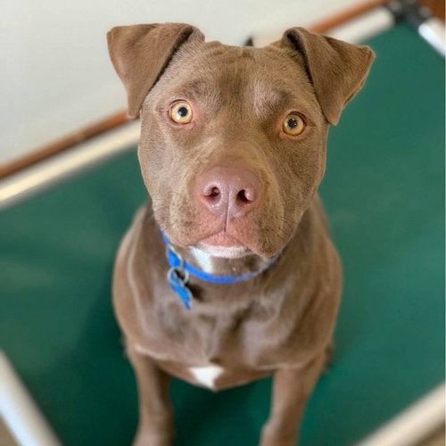 Caravel, an adoptable American Pit Bull Terrier in Kanab, UT