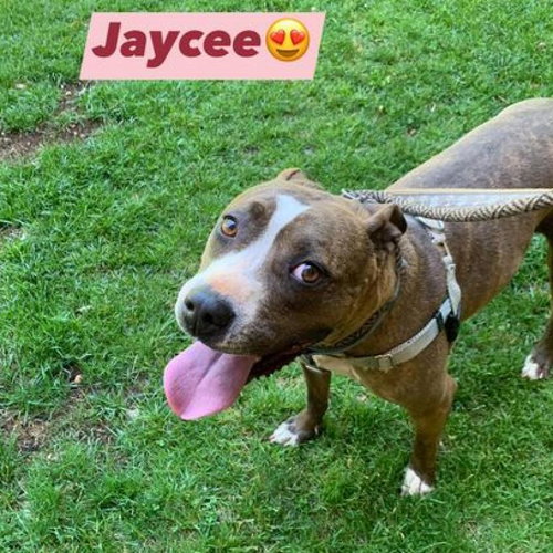 Jaycee — thumbnail 15