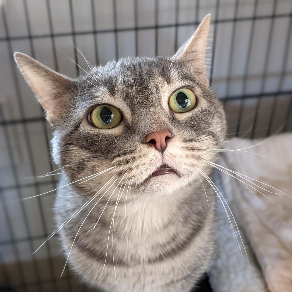 Adoptable Male Male