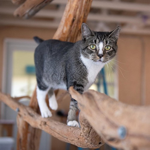 Palmer, Adult Domestic Short Hair, cat for adoption in Kanab, Utah
