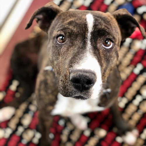 Brahms, an adoptable Boxer in Kanab, UT