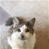 adoptable Cat in kanab, UT named Bobble