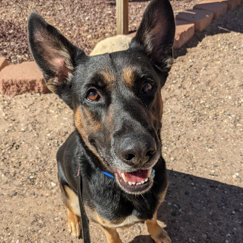 Pharaoh, an adoptable German Shepherd Dog in Kanab, UT