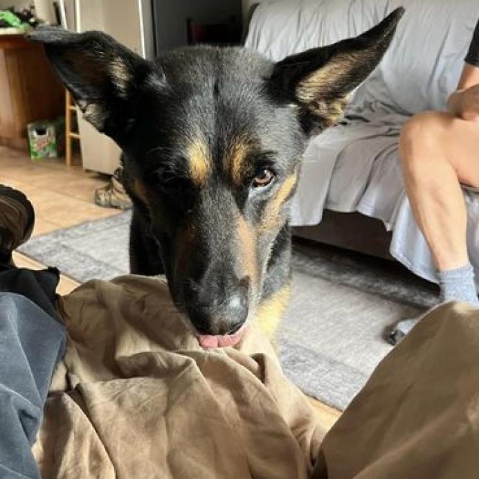 Pharaoh