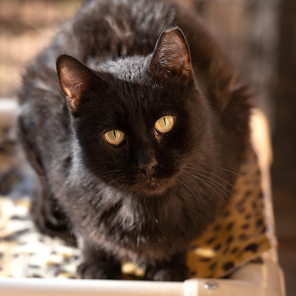 Adoptable Male Male