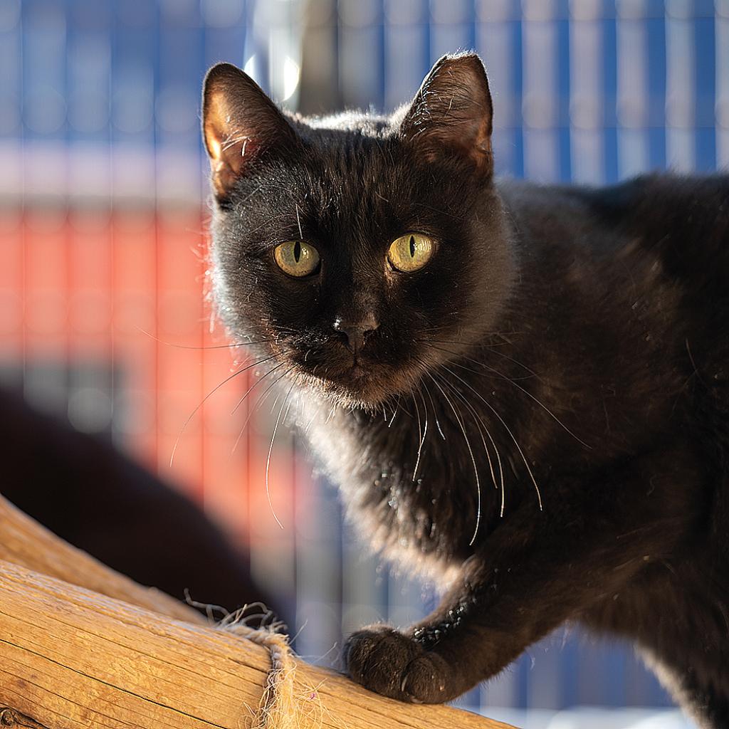 Adoptable Male Male